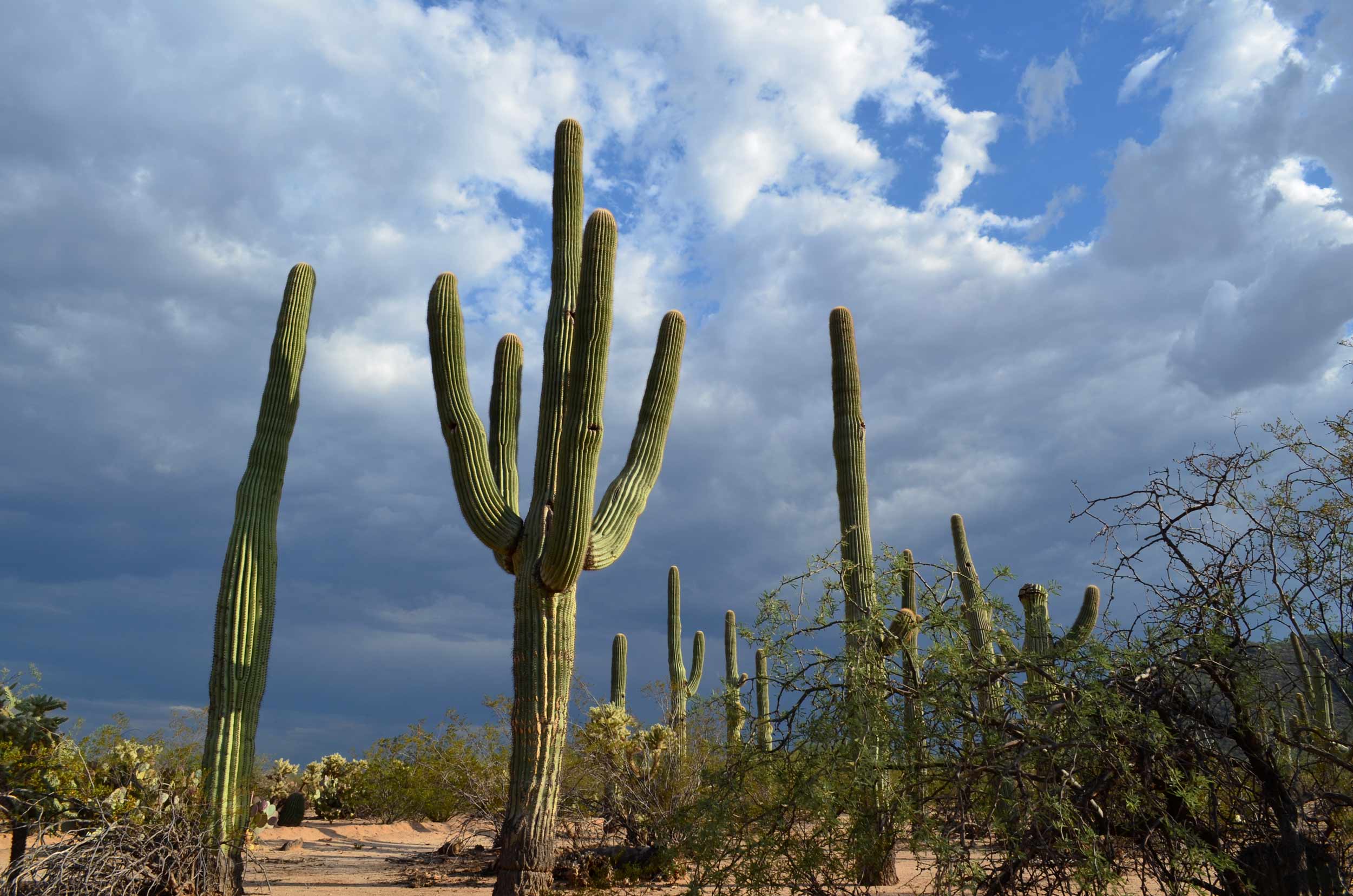 cactus-saguaros-reaches-for-rain