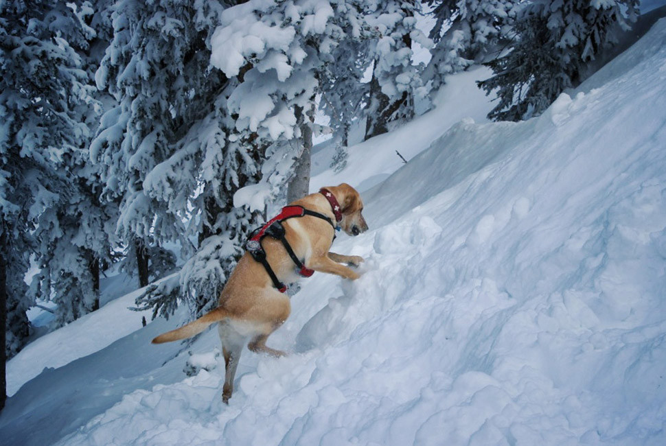 avalanche-rescue dog