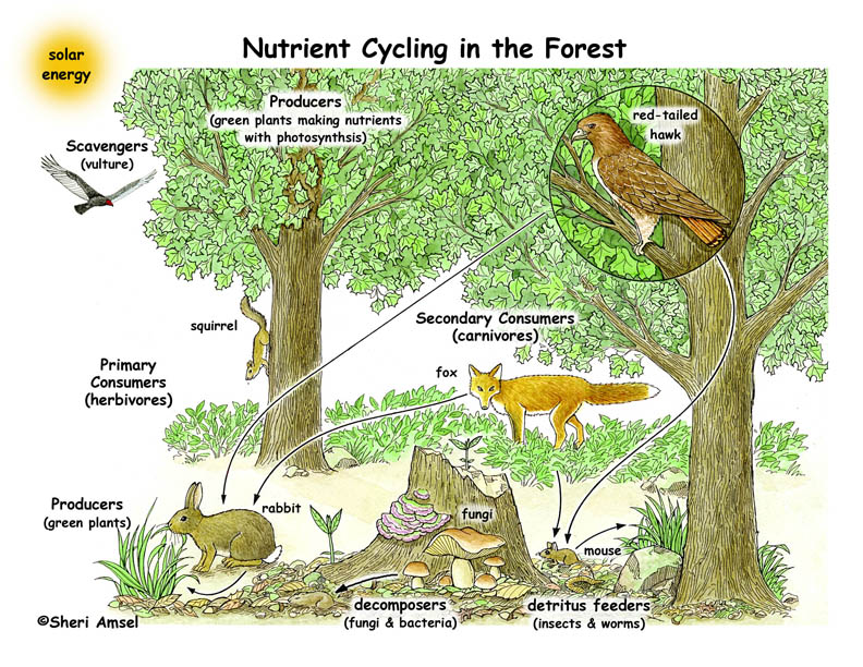 Nutrient_cycling_forest72